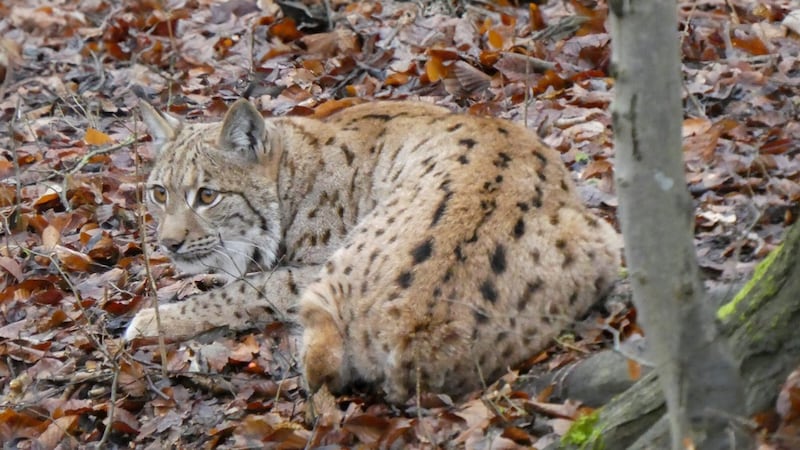 "Janus" found a new home in Upper Austria (Bild: John Crusius/Wildtierland Hainich)