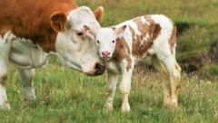 Wer sich in Sachen Tierwohl engagiert, bekommt höhere Förderungen. 