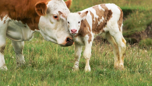 Wer sich in Sachen Tierwohl engagiert, bekommt höhere Förderungen.
