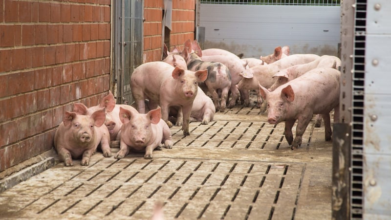 Whether pigs - but also cattle - lead a good life on fully slatted floors will also be a question for the next government. (Bild: agrarmotive)