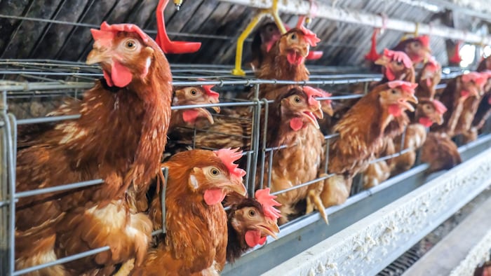 Käfigeier aus dem Ausland dürfen importiert und ohne Kennzeichnungspflicht weiterverarbeitet ...