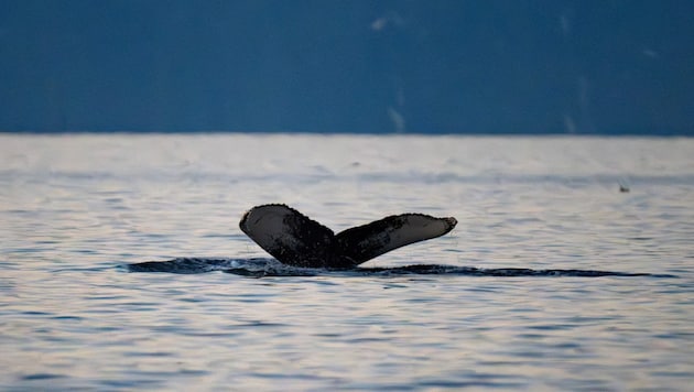 The British Divers Marine Life Rescue organization confirmed the rescue 26 hours later, according to the PA news agency. (Bild: AFP (Archivbild))