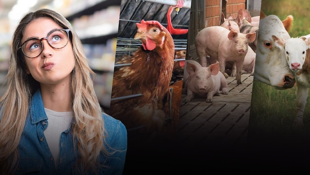 The product on the shelf should clearly show how the animal was kept. For example, keeping chickens in cages is prohibited here. Nevertheless, imported eggs from this type of farming can be found in processed foods such as carnival doughnuts. (Bild: Krone KREATIV/Stock Adobe)