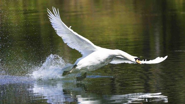 Swans are very beautiful animals and a popular photo subject (Bild: Pressefoto Scharinger/Daniel Scharinger/Pressefoto Scharinger © Gerhard Dittrich)