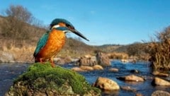 Der Lebensraum des Eisvogels wurde durch die Abholzung am Ufer der Pielach gefährdet.   (Bild: Terra Mater Factual Studios GmbH / Wanda Vision / Rafael Palomo)