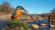Der Lebensraum des Eisvogels wurde durch die Abholzung am Ufer der Pielach gefährdet.  