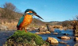 Der Lebensraum des Eisvogels wurde durch die Abholzung am Ufer der Pielach gefährdet.  