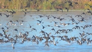 Wildvögel sammeln sich besonders gerne im Rhein-Delta. 