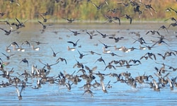 Wildvögel sammeln sich besonders gerne im Rhein-Delta. 