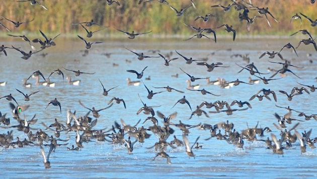 Wildvögel sammeln sich besonders gerne im Rhein-Delta.