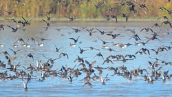 Wildvögel sammeln sich besonders gerne im Rhein-Delta.