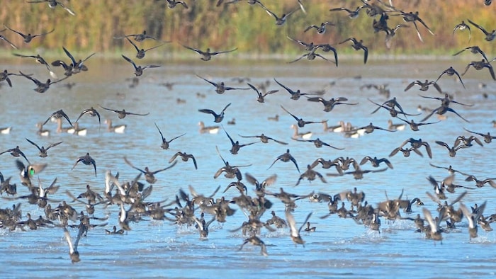 Thousands are drawn to Burgenland in particular to moult.