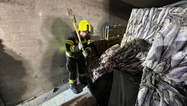 Die Feuerwehrleute mussten die Fischwürfel zertrennen. (Bild: FF Walchshausen)