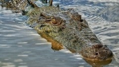 Ein Salzwasserkrokodil