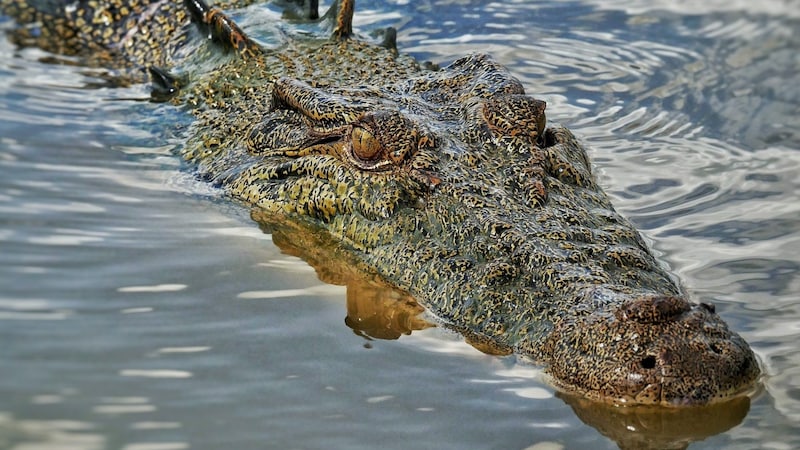 Australien ist für seine gefährliche Tierwelt bekannt. (Bild: stock.adobe.com/buunature)