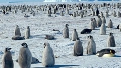 Die Ikonen der Antarktis: Die 1,30 Meter großen Kaiserpinguine sind die größten Pinguine der Welt. (Bild: Tono Hönigmann)