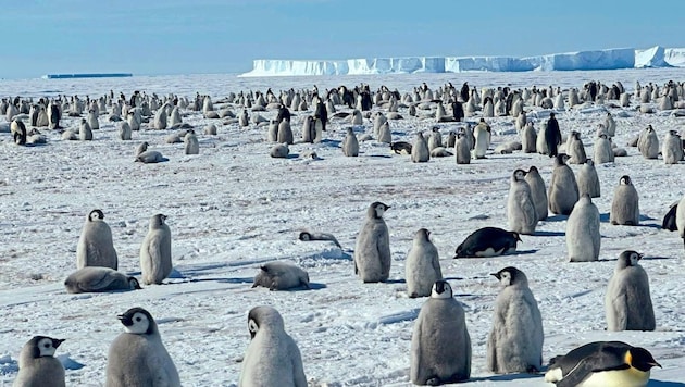 The icons of the Antarctic: the 1.30-metre emperor penguins are the largest penguins in the world. (Bild: Tono Hönigmann)