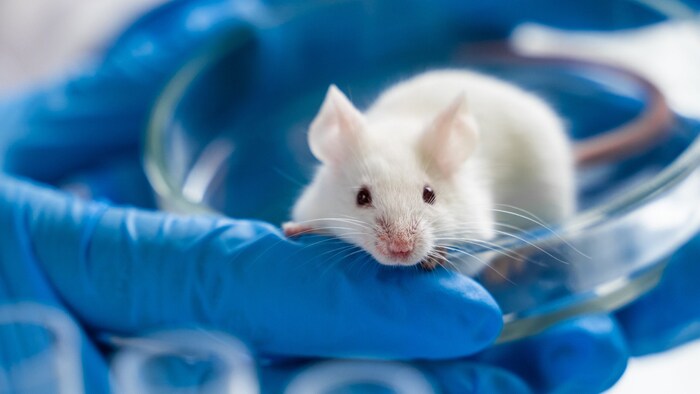 Eine Maus in einem Labor