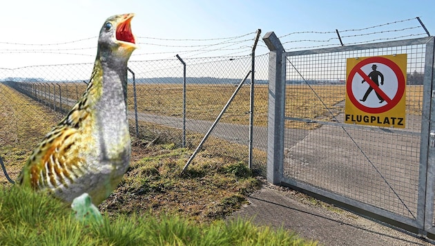 Der Wachtelkönig wäre mit dem Bau der PV-Anlage am Grazer Flughafen-Areal in Gefahr.  (Bild: Krone KREATIV/Christian Jauschowetz, Norbert Pühringer)