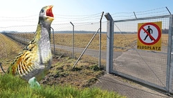 Der Wachtelkönig wäre mit dem Bau der PV-Anlage am Grazer Flughafen-Areal in Gefahr. 
