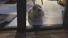 Das Tier machte es sich im Strandhotel bequem. (Bild: Stichting Dierenwelzijn Zeeland)