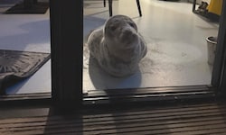 Das Tier machte es sich im Strandhotel bequem.