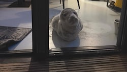 Das Tier machte es sich im Strandhotel bequem.