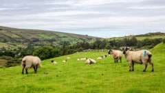 In den Hügeln von Donegal: jede Menge Grün und viele Schafe – alle Tiere werden mit Farbe ...