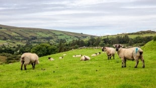 In den Hügeln von Donegal: jede Menge Grün und viele Schafe – alle Tiere werden mit Farbe gekennzeichnet. (Bild: stock.adobe.com/Fabiano - stock.adobe.com)