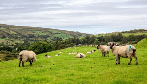 In den Hügeln von Donegal: jede Menge Grün und viele Schafe – alle Tiere werden mit Farbe gekennzeichnet. (Bild: stock.adobe.com/Fabiano - stock.adobe.com)