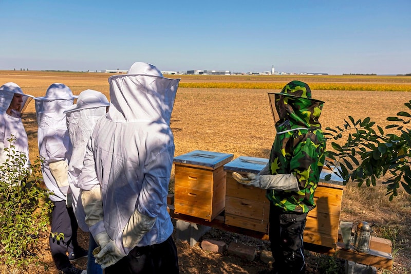 Beekeepers look after the hives within sight of the airfield. (Bild: Flughafen Wien AG)