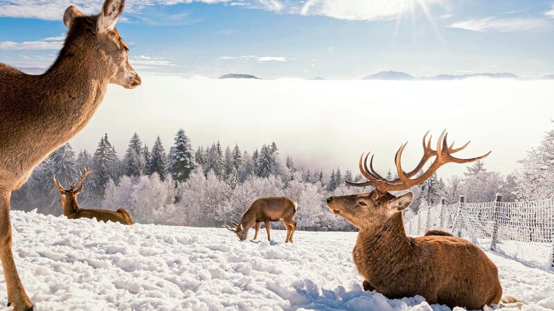 Auf dem Magdalensberg ist ein zwei Hektar großes Wildgehege dem Rotwild gewidmet. (Bild: MS Photography by Michael Stabentheiner)