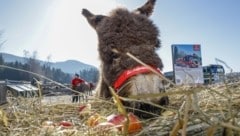 Esel „Sunny“ kam auf dem Gut Aiderbichl zu Welt, die „Krone“-Leser wählten ihren Namen (Bild: Tschepp Markus)