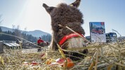 Esel „Sunny“ kam auf dem Gut Aiderbichl zu Welt, die „Krone“-Leser wählten ihren Namen (Bild: Tschepp Markus)