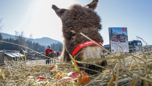 Donkey "Sunny" was born at Gut Aiderbichl, the "Krone" readers chose her name (Bild: Tschepp Markus)