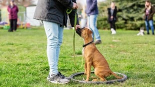 Wer seinen Hund trainiert, sorgt nicht nur für Benimm, sondern auch für ein längeres Leben seines „besten Freundes“. (Bild: Christian Müller, stock.adobe.com)