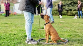 Wer seinen Hund trainiert, sorgt nicht nur für Benimm, sondern auch für ein längeres Leben seines „besten Freundes“. (Bild: Christian Müller, stock.adobe.com)