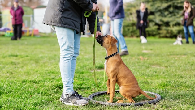 If you train your dog, you not only ensure that it behaves well, but also that your "best friend" lives longer. (Bild: Christian Müller, stock.adobe.com)