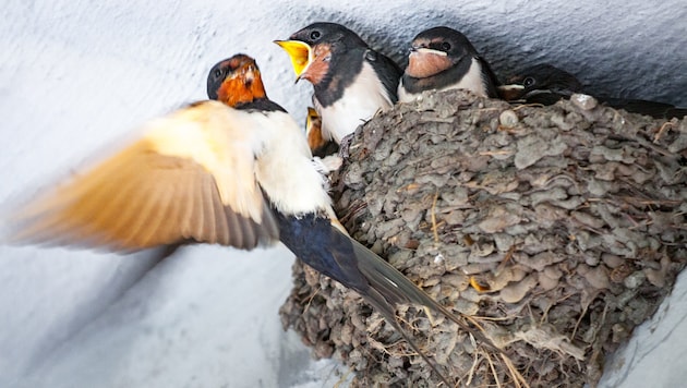 According to the Austrian Nature Conservation Act and the EU Birds Directive, it is forbidden to remove or destroy active nests of barn swallows and house martins. (Bild: stock.adobe.com/sasapanchenko - stock.adobe.com)