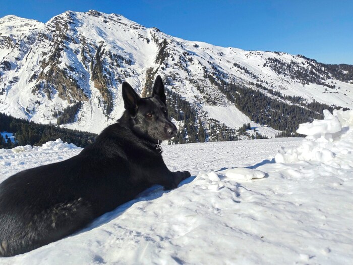 Finn ist einer von zwei Hüttenhunden, die auf Gäste warten.