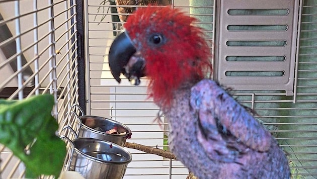 Female noble parrot "Malou" - lonely, emaciated, naked. (Bild: OeTV)