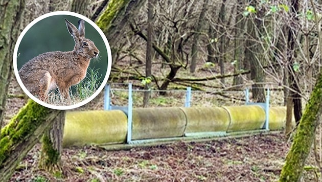 A hare met its cruel end in this trap made of concrete pipes in the Weinviertel region. (Bild: Krone KREATIV/zVg/Tierschutz Austria fotokerschi.at)