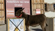 Keine Medaille! Geht es nach Orakel „Sunny“, gehen die ÖSV-Herren beim heutigen Super-G leer ...
