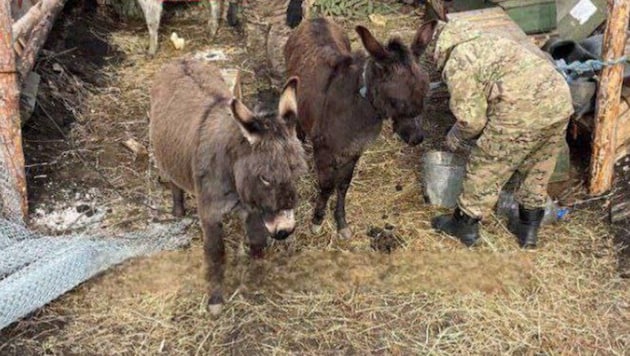 All-terrain and robust: with donkeys, the Russians are now using a very traditional "technology" in Ukraine. (Bild: OSINT)