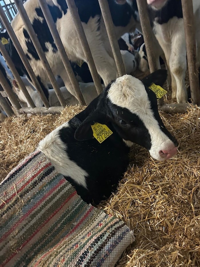 One of the weakened calves, here after being unloaded in the barn in Voitsberg