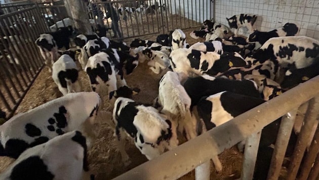 Die Kälber wurden kurzzeitig in einem Stall im Bezirk Voitsberg untergebracht.  (Bild: LPD Stmk/LVA)