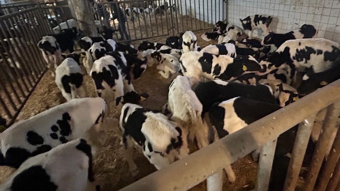 The calves, some of which are only two weeks old