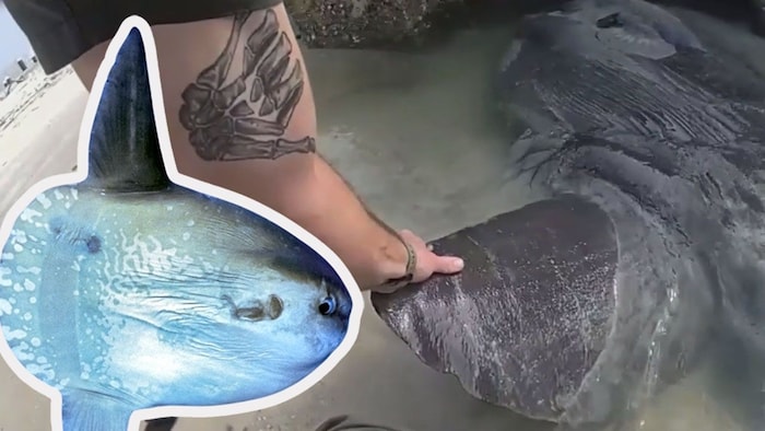 Ein durchschnittlicher Mondfisch wiegt etwa eine Tonne – damit also keine einfache Aufgabe, ihn ...