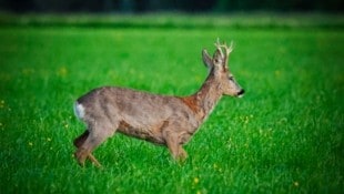 Fix ist, dass ein Reh (Symbolbild) durch die Kaserne Hörsching streifte – ob der Wolf wirklich da war – wer weiß? (Bild: Pressefoto Scharinger © Daniel Scharinger)