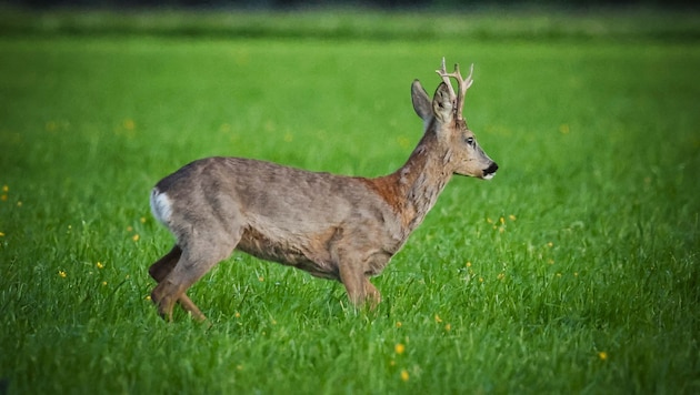 Fix ist, dass ein Reh (Symbolbild) durch die Kaserne Hörsching streifte – ob der Wolf wirklich da war – wer weiß? (Bild: Pressefoto Scharinger © Daniel Scharinger)